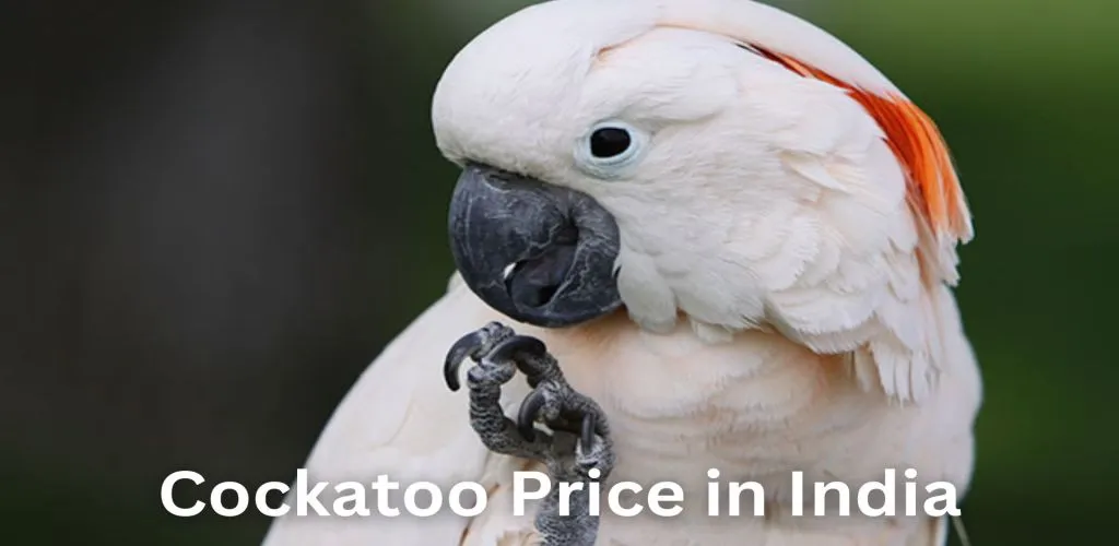 cockatoo price in india
