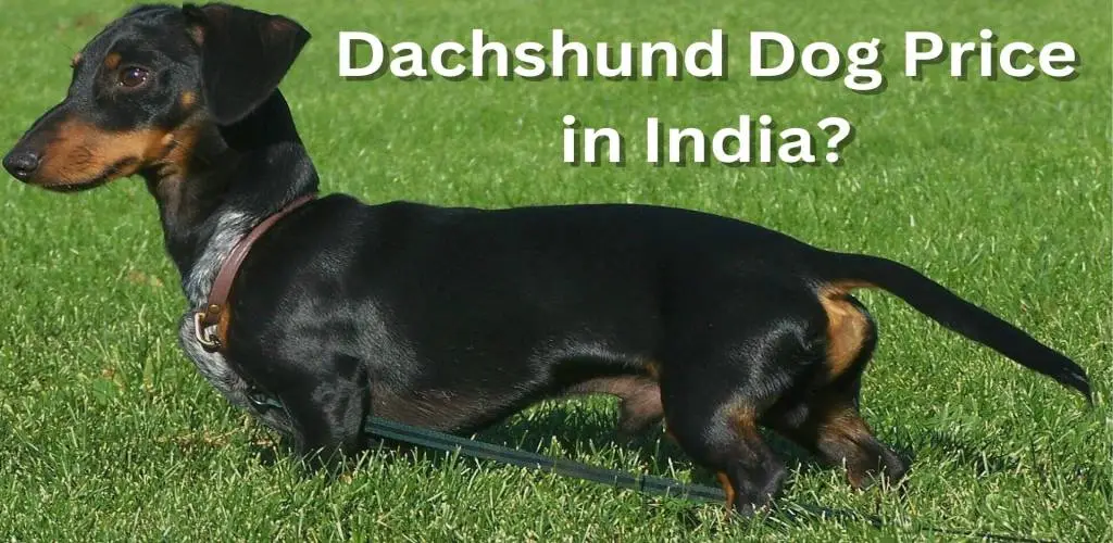 Dachshund Dog Price in India