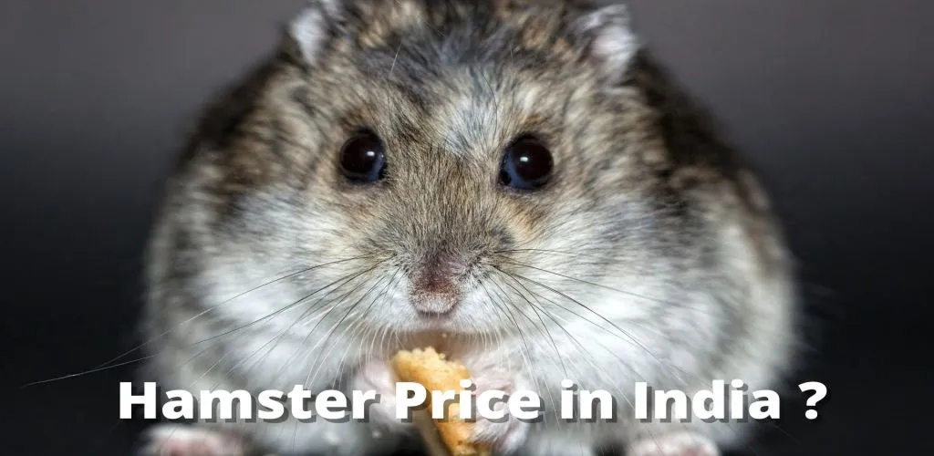 Hamster Price in India