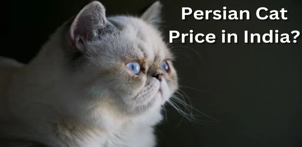 Persian Cat Price in India