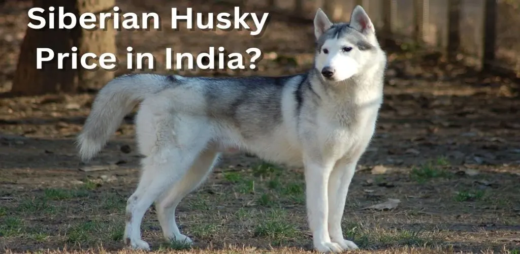 Siberian Husky Price in India