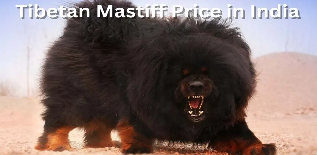 Tibetan Mastiff Price in India
