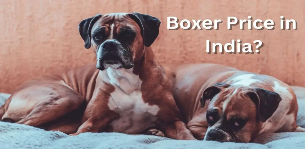 Boxer dog Price in India