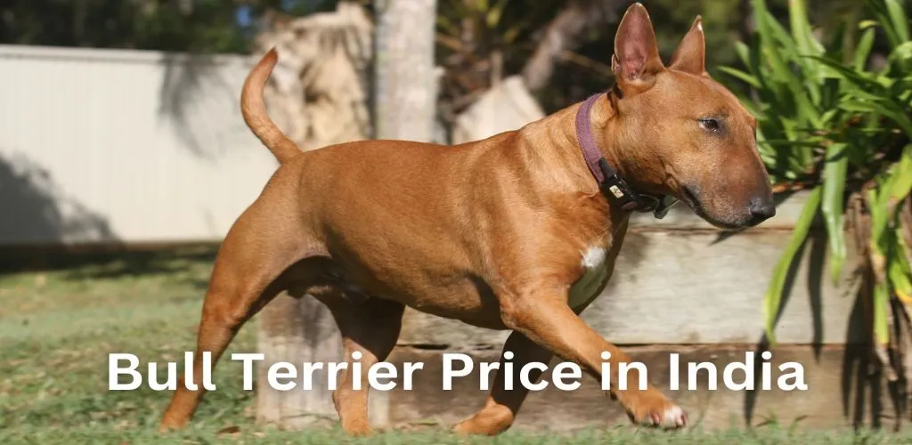 Bull Terrier dog Price in India