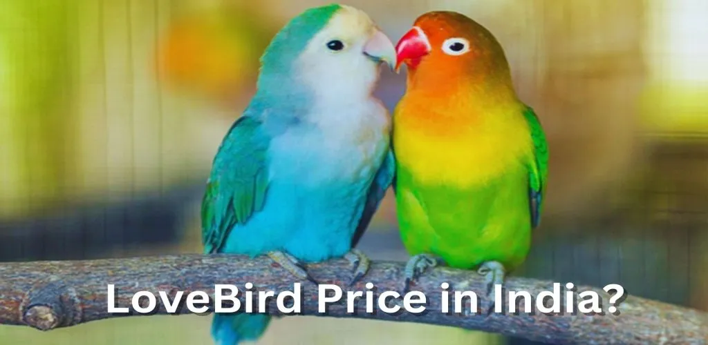 Love Birds Price in India