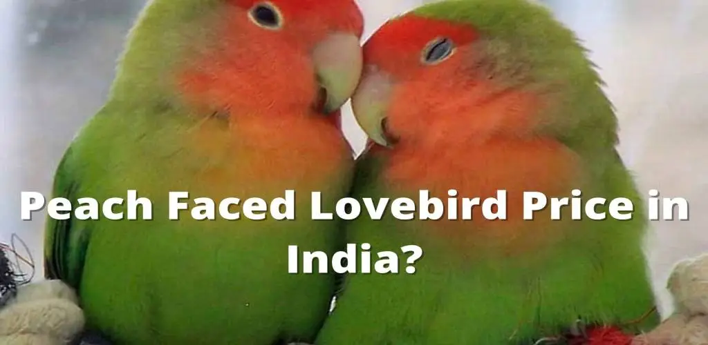 Peach Faced Lovebird Price in India