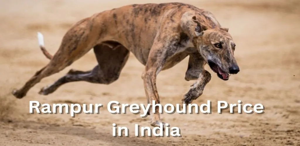 Rampur Greyhound Price in India