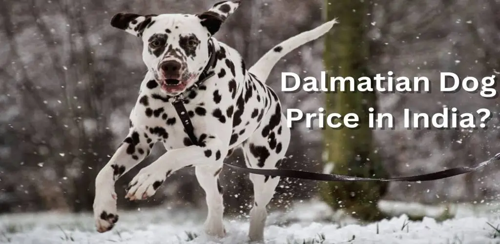 Dalmatian Dog Price in India