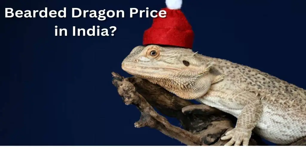 Bearded Dragon Price in India