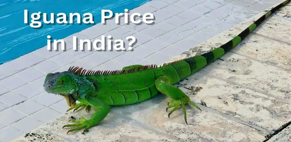 iguana price in India