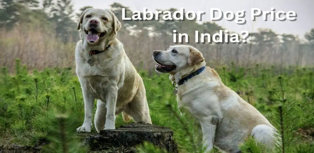 Labrador price in India