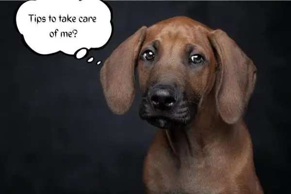 Rhodesian Ridgeback price in India