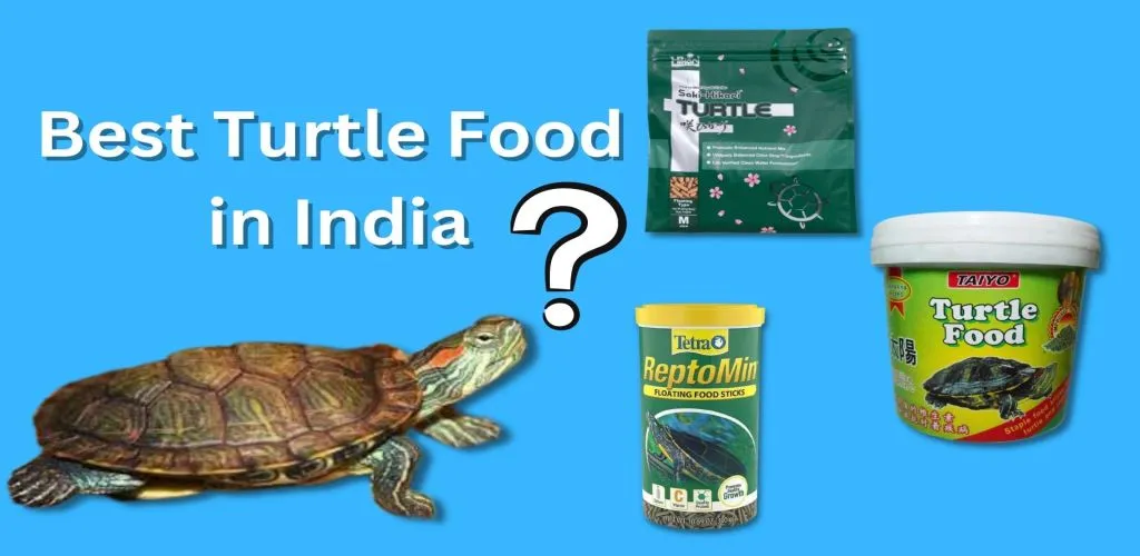 Best Turtle Food in India