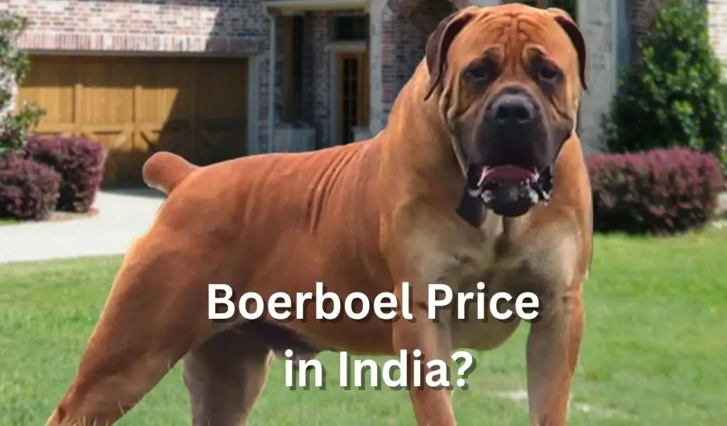Boerboel Price in India