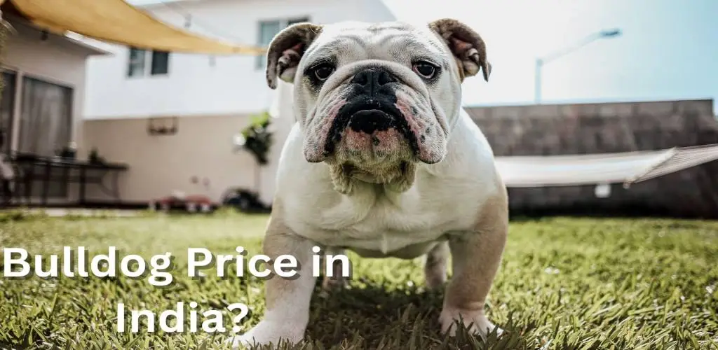 Bulldog Price in India
