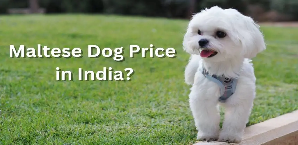 Maltese Dog Price in India
