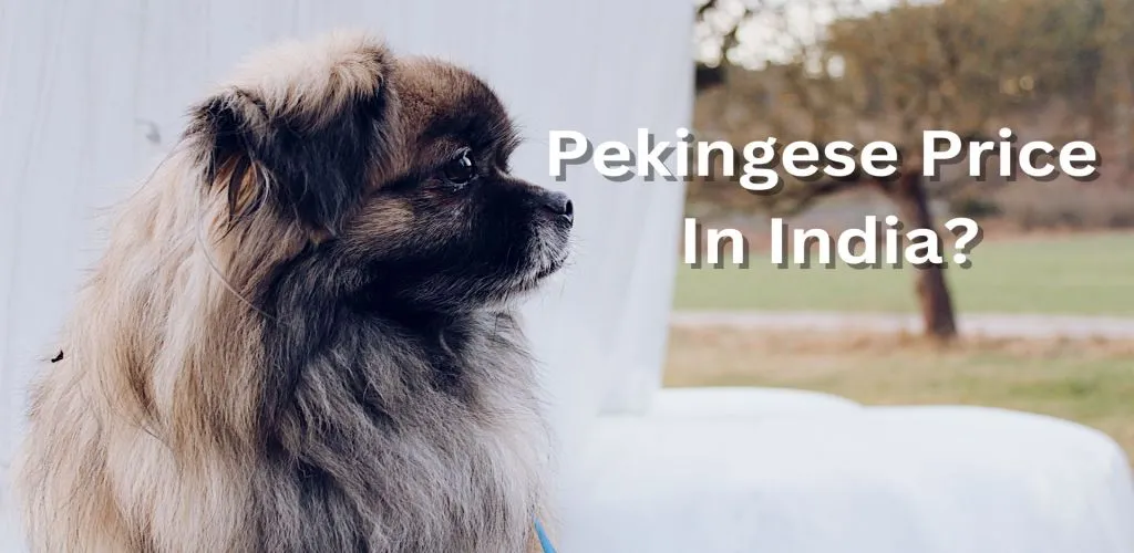 Pekingese Price In India
