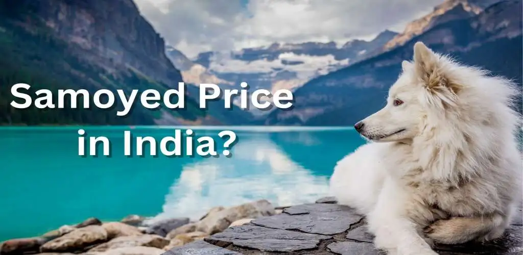 Samoyed Dog Price in India