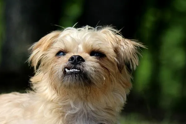 small dog breeds in India