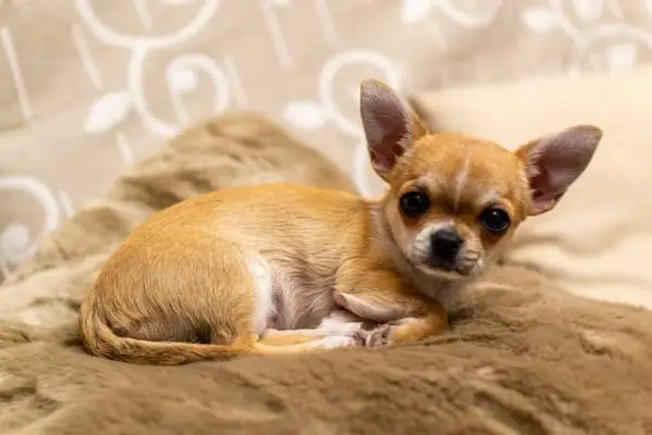 small dog breeds in India