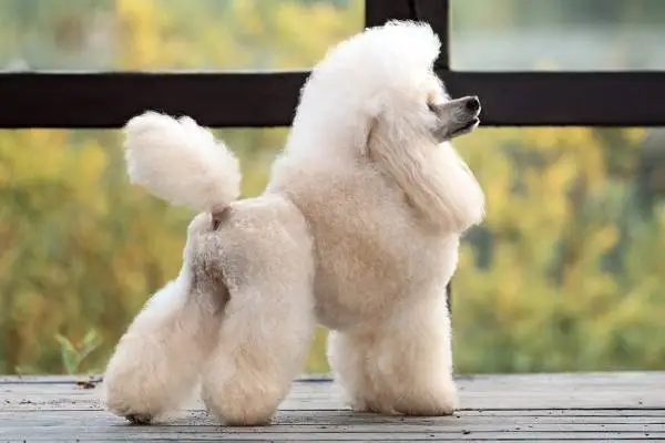 poodle dog price in India