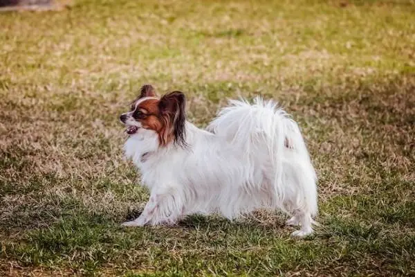 small dog breeds in India