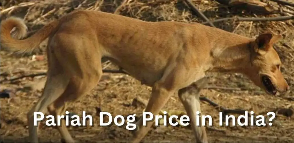 pariah dog price in India