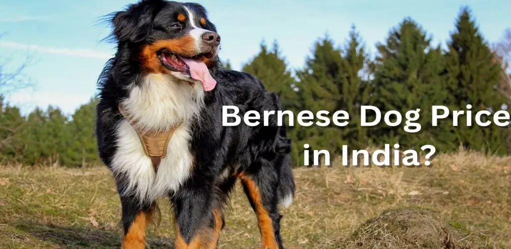 Bernese Dog Price in India