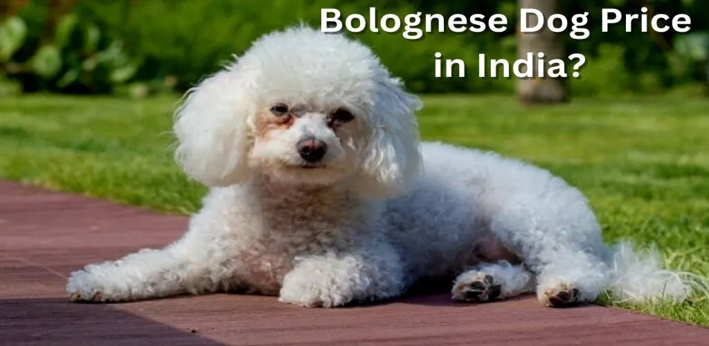 Bolognese Dog Price in India