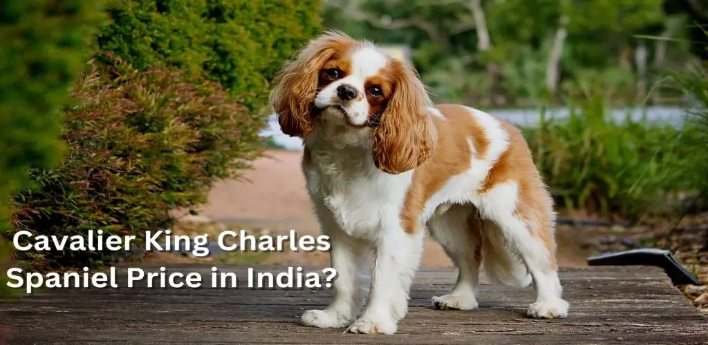 Cavalier King Charles Spaniel price in India