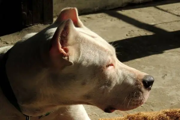 most dangerous dogs in the world