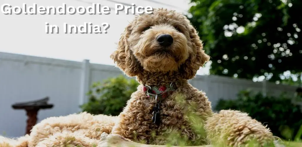 Goldendoodle Price in India