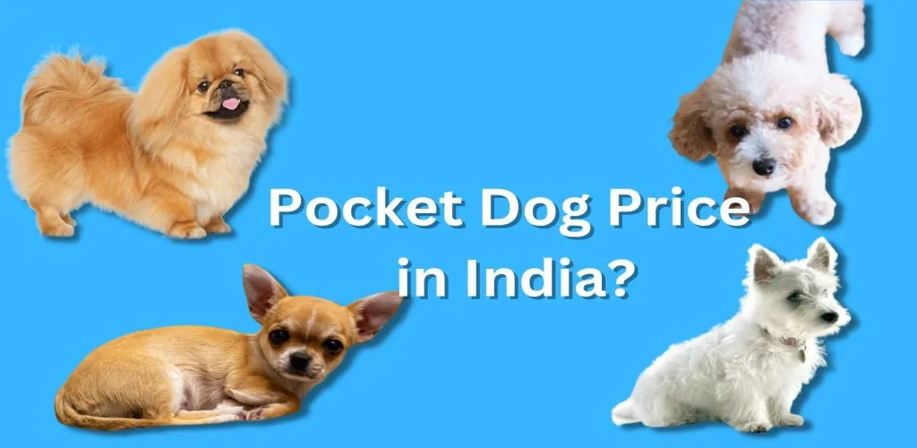 Pocket Dog Price in India