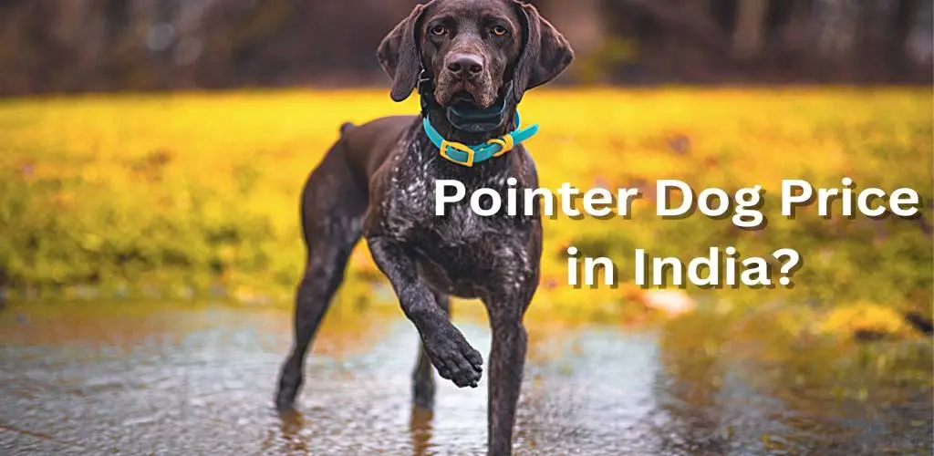 Pointer Dog Price in India