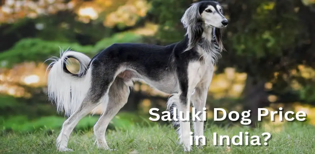 Saluki Dog Price in India