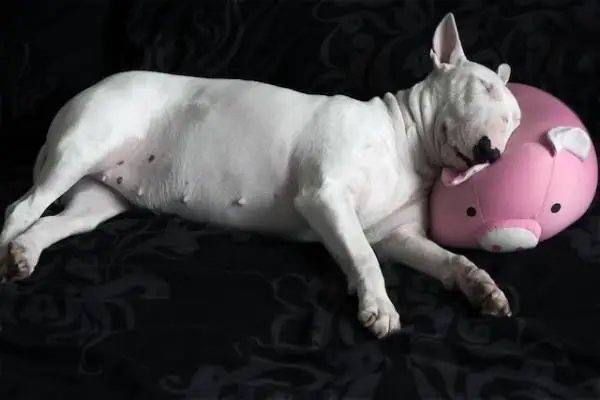 most dangerous dogs in the world