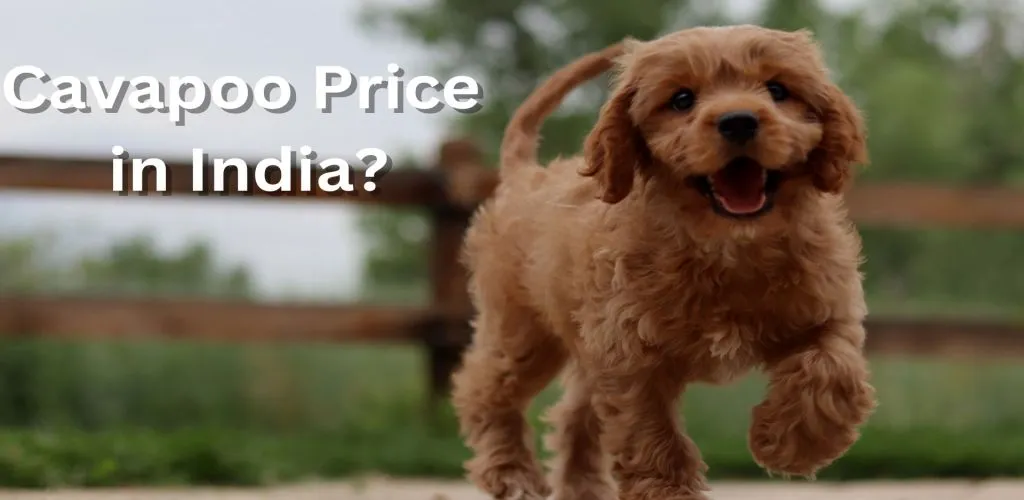 cavapoo dog Price in India