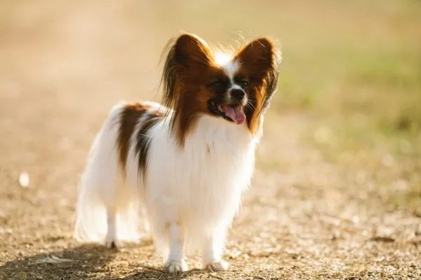 pocket dog price in India
