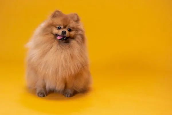 pocket dog price in India