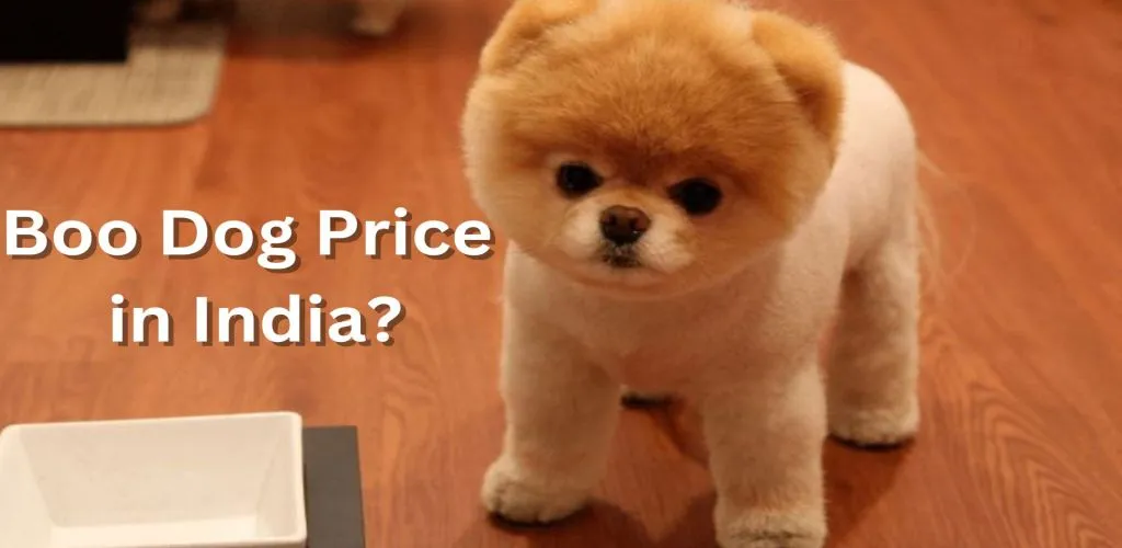 Boo Dog Price in India