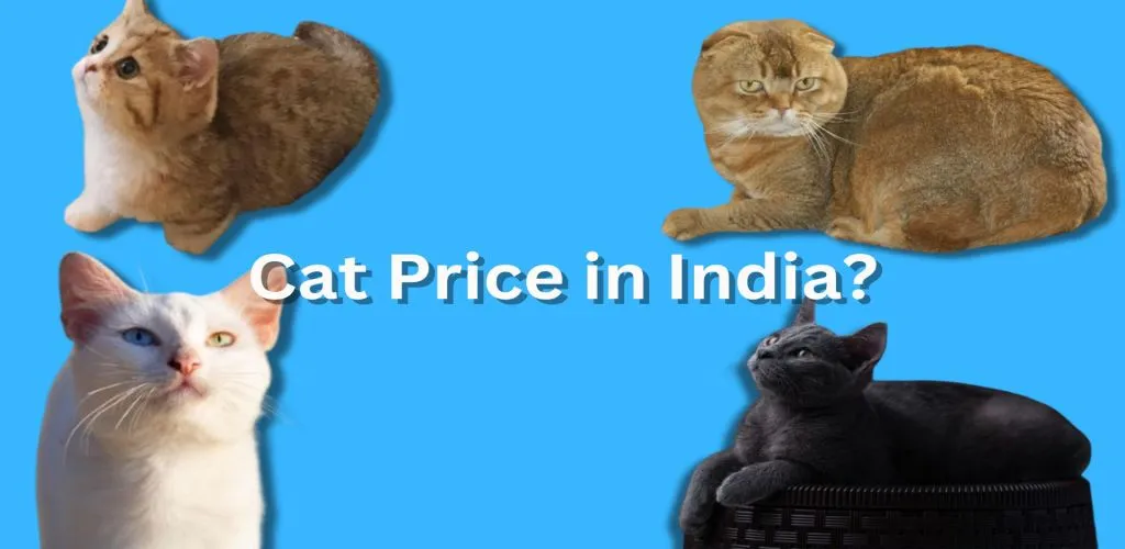 Cat Price in India
