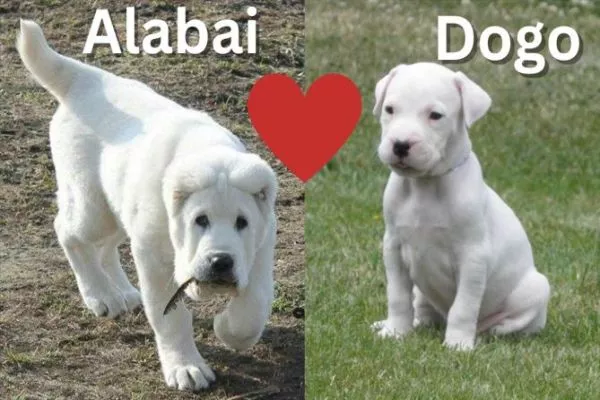dogo argentino and alabai puppy