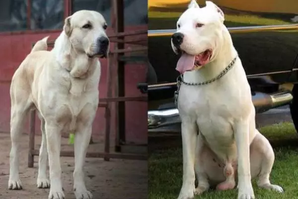 Dogo argentino vs alabai temperament