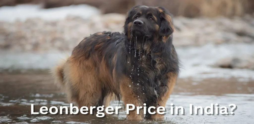 Leonberger Price in India