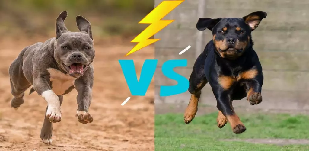 Pitbull dog vs Rottweiler
