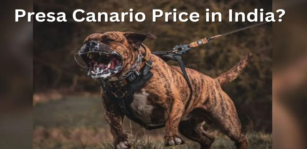 Presa Canario Price in India