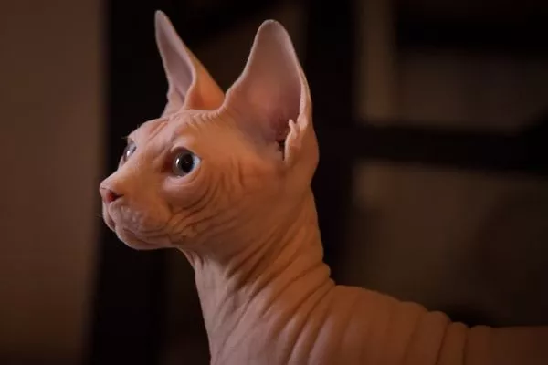 Sphynx cat breed