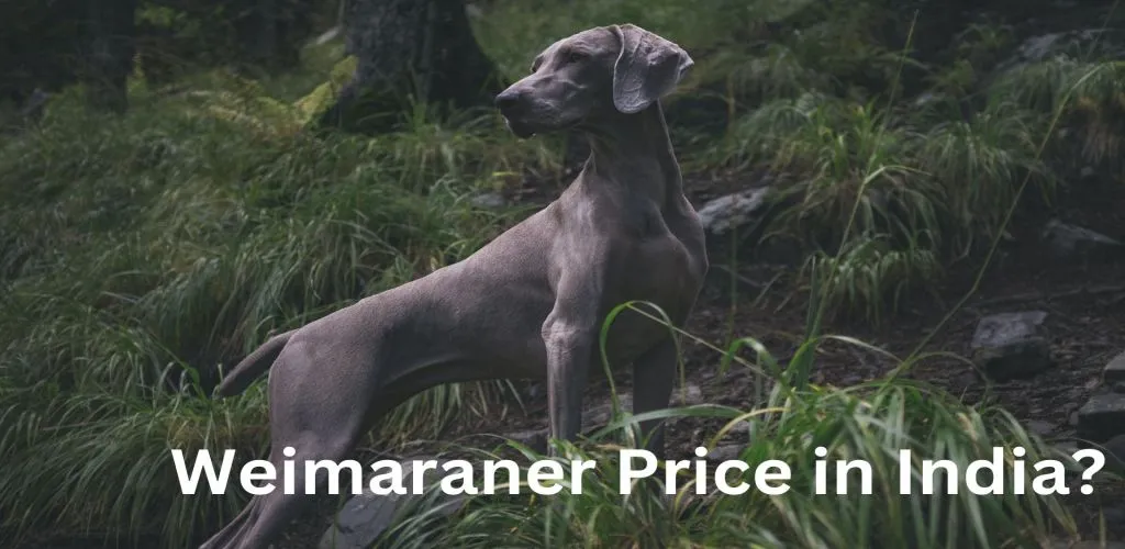 Weimaraner Price in India