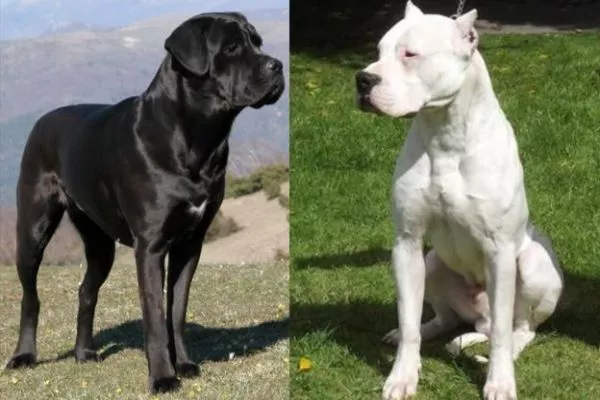dogo argentino vs cane corso