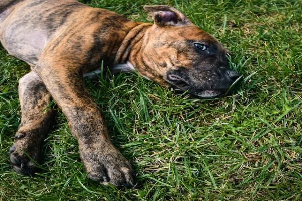 Presa canario